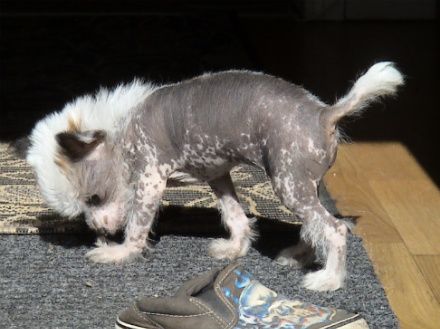 Superlines Sindy-Sang