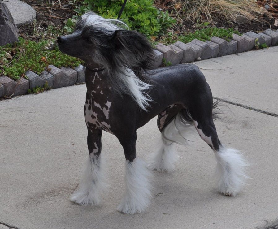 Heavenly Black Brumby