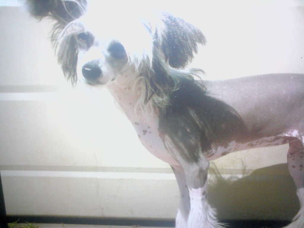 Nisyros Macho Man for sigyns