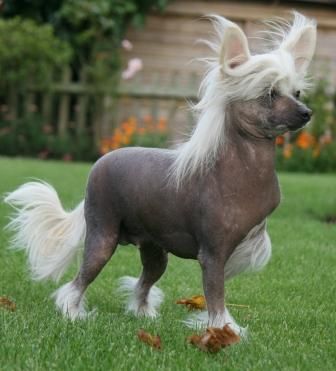 Scherzando As You Like It