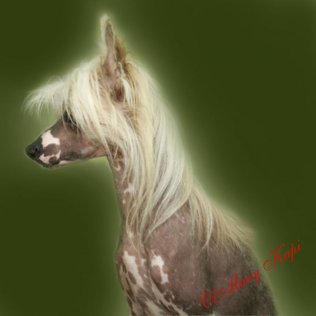 Zaire the South Passion de Fageiro