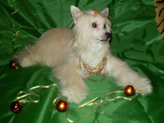 Zoom-Zoom de Fageiro