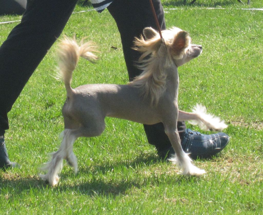 Golden Dream Stars Cute Spirit