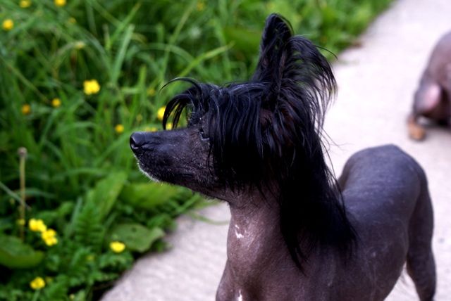 Elfgrace Vatro Rushe