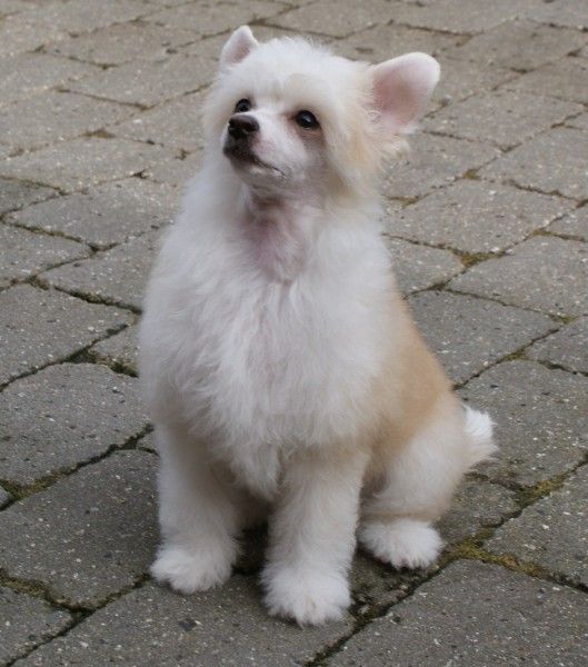 Chinabell's Azurra the only One