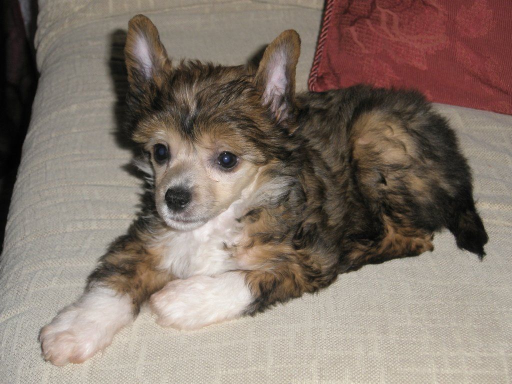 Etula z Pavluvky