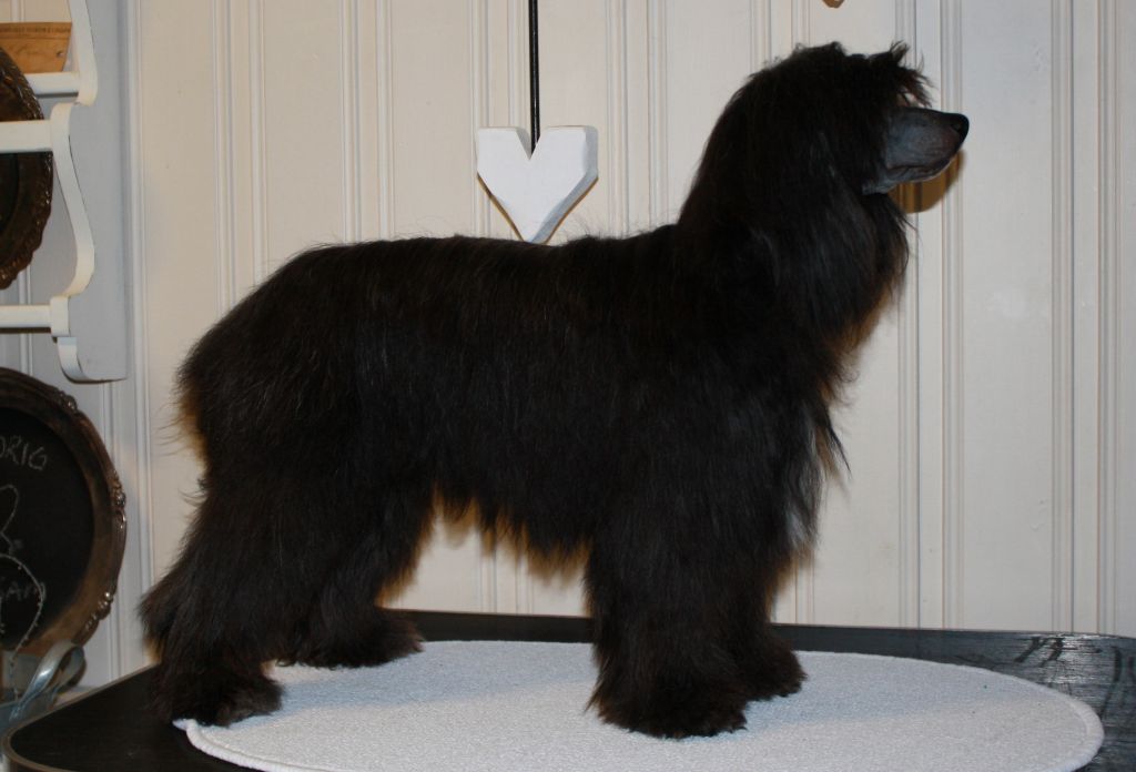 Stars at Sea Koala Bear