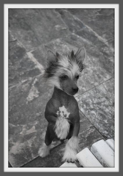 Aretxagako Ametsa Apolo