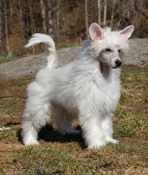 K9Madness D'Jay Decibel