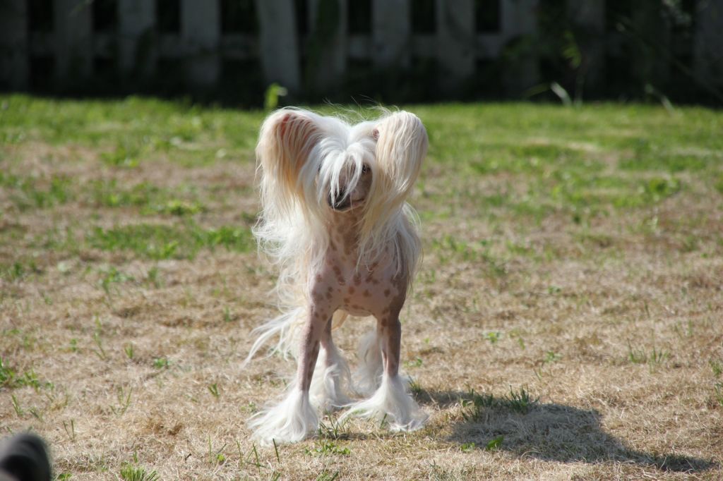 K9Madness Dashing DareDevil