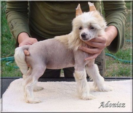 Adonisz Magic Harmony 