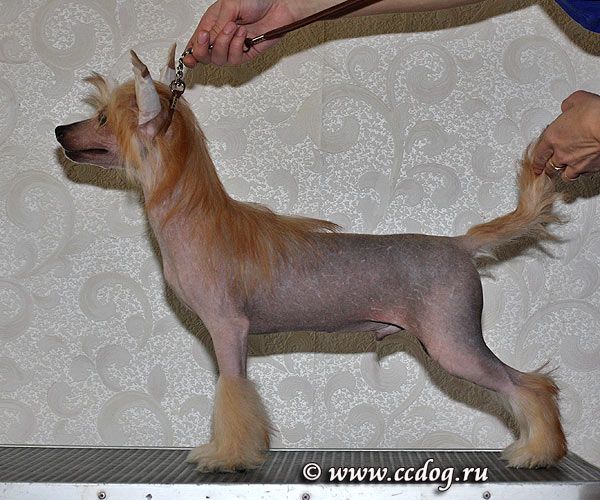 Olegro Katrin Chester