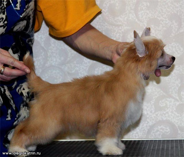 Olegro Katrin Cha-Cha-Cha