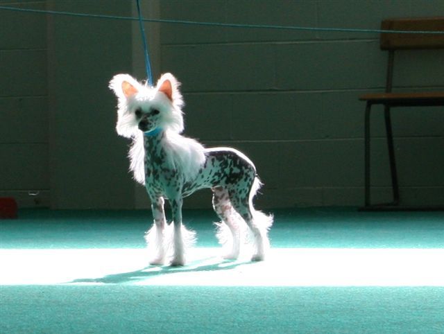 Koreke Mystic Morrigan