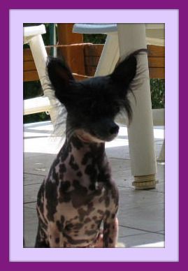 V-Bonnyta du pays Gabaye