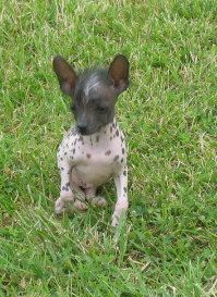 bruce-lee du soleil levant de lastrèche