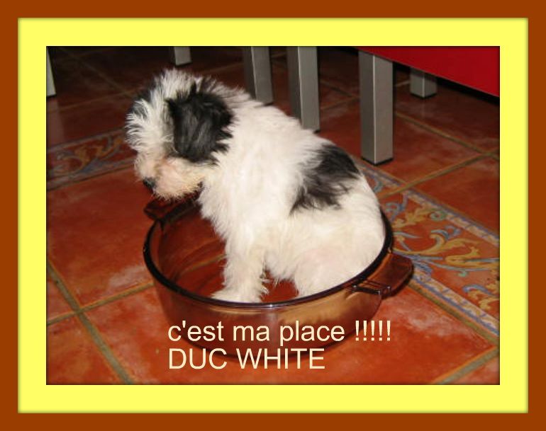 duc white pheco du soleil levant de lastreche