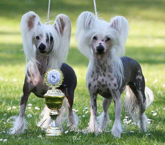 Prefix Rob Roy Of Scots