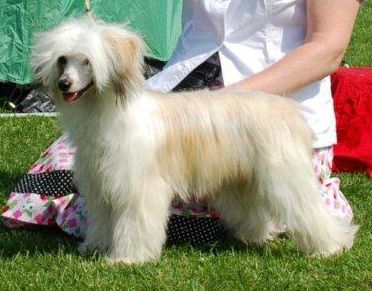 Prefix Robert King Of Scots