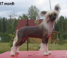 Vernisazh Mari Shanel Lubov Moya