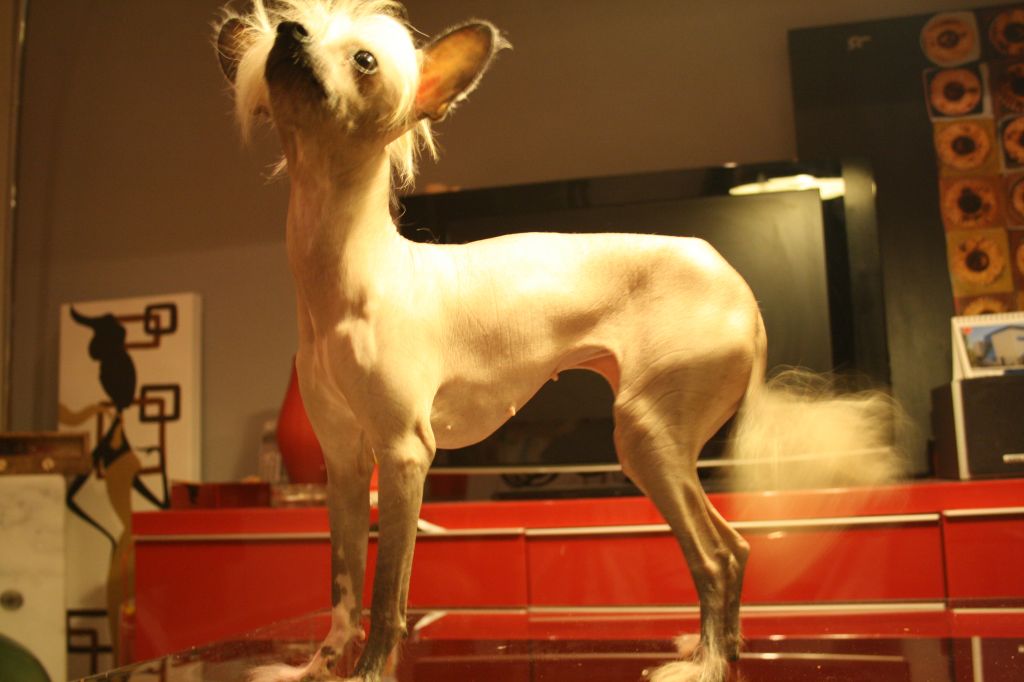 Chiribilla De Maienza