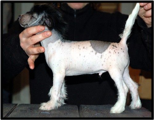 Crestbull's Casanova