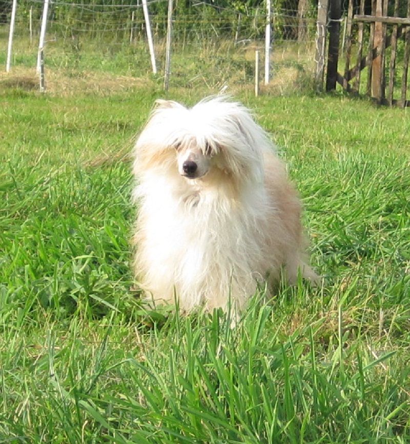 Hekla von den Windpferden