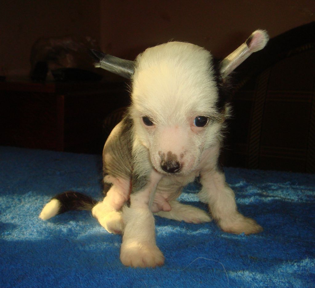 Bonifacy Silveri Viking