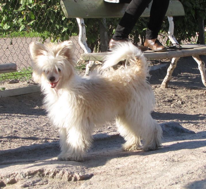 Windy Willow's Brie au Poivre