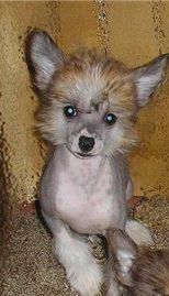 Feya Utrenney Zari s Tushinskogo Doma