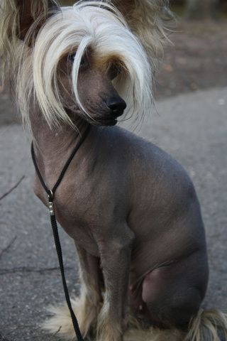 Maybell's Funky Monkey