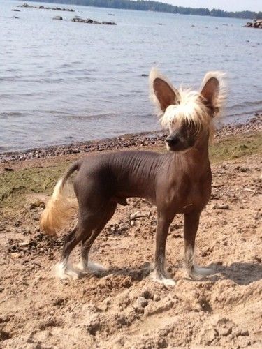 Maybell's Forever Rock'n'Roll