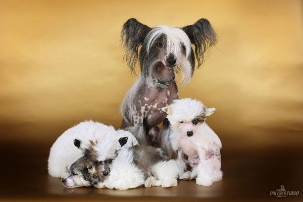 Jazhi Almaz Dlja Ljubimoj