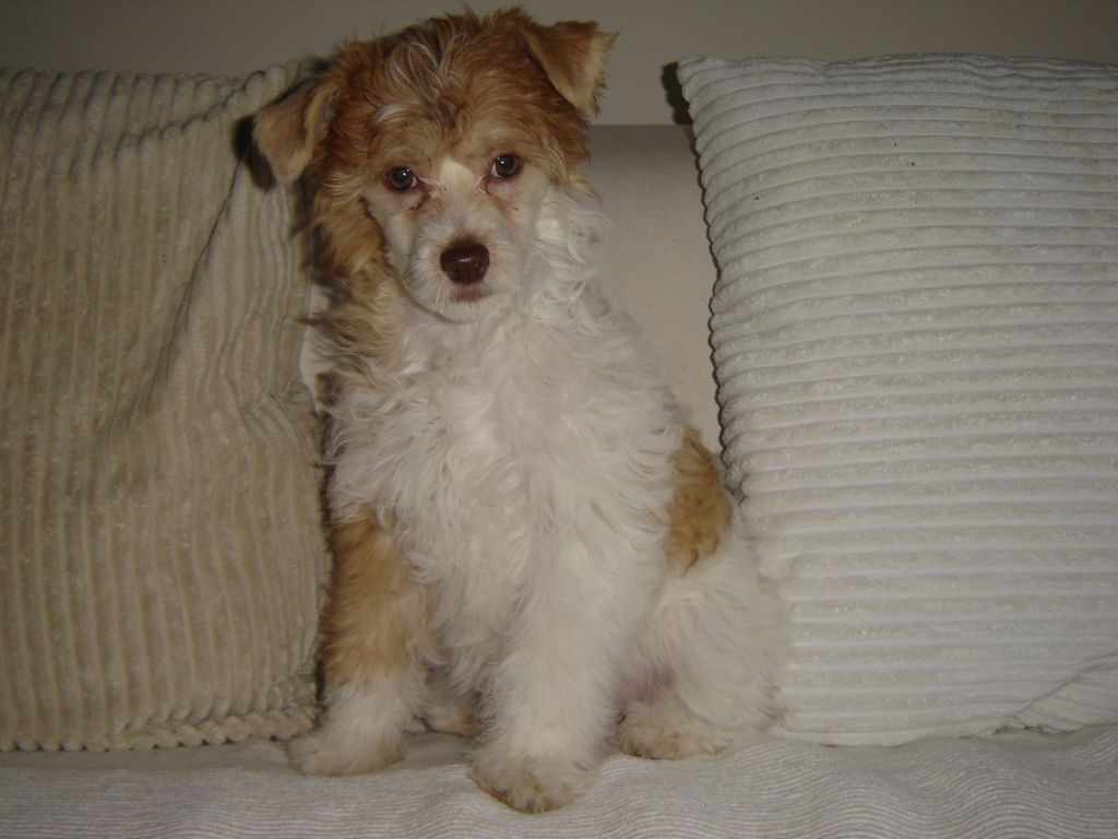 Golden Flame Of The Queens Club