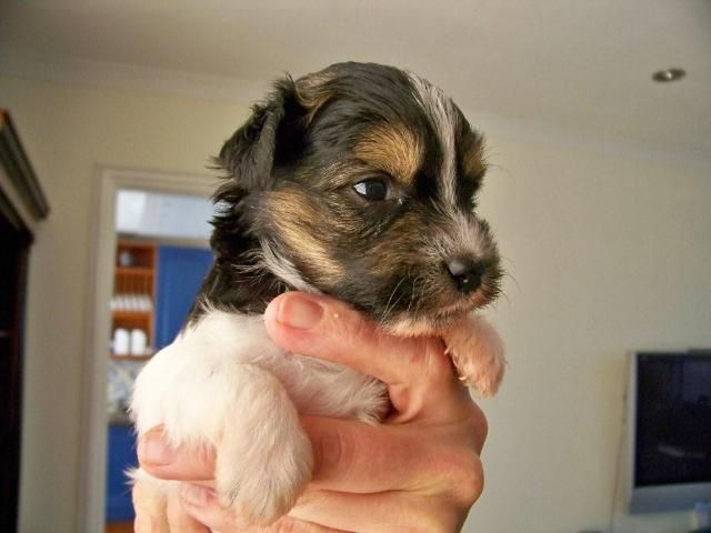 Going For Gold Of The Queens Club