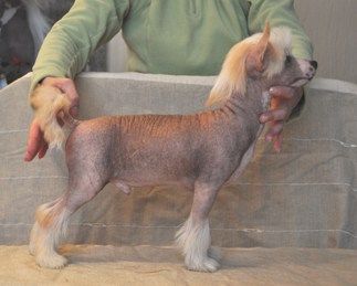 I 'm cool Little Champs