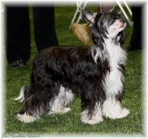 Shandor's Innocent Imaya