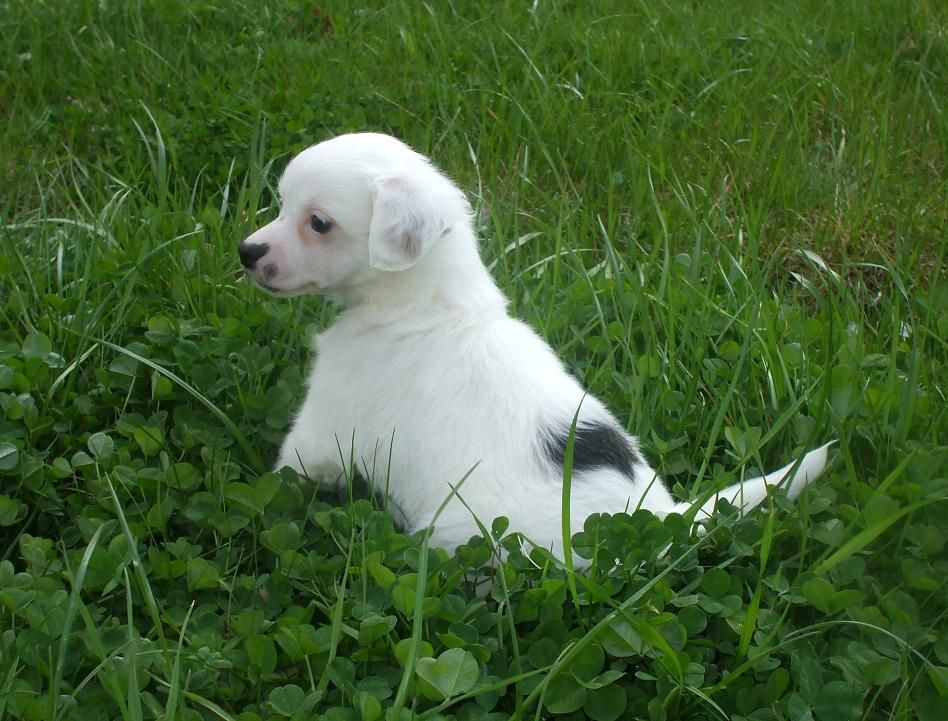 B'Ram Raffaello ar Arenis Marri