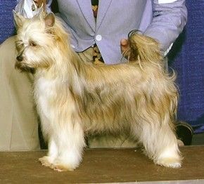 Gingery's Wintergreen