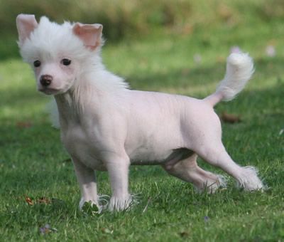 Goliat the big one de Almamasan