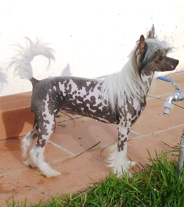 Hanky-Panky de Almamasan