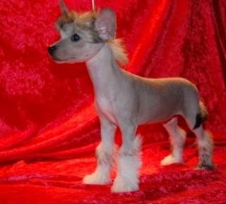 Nomilas Keep The Dream Alive 