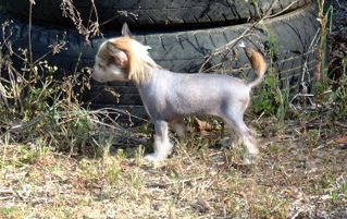 SaTaMu CrimsonPhoenix