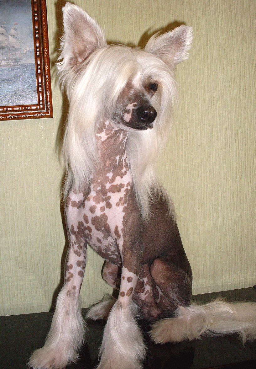 Perl Magic Ricardo Chocolate