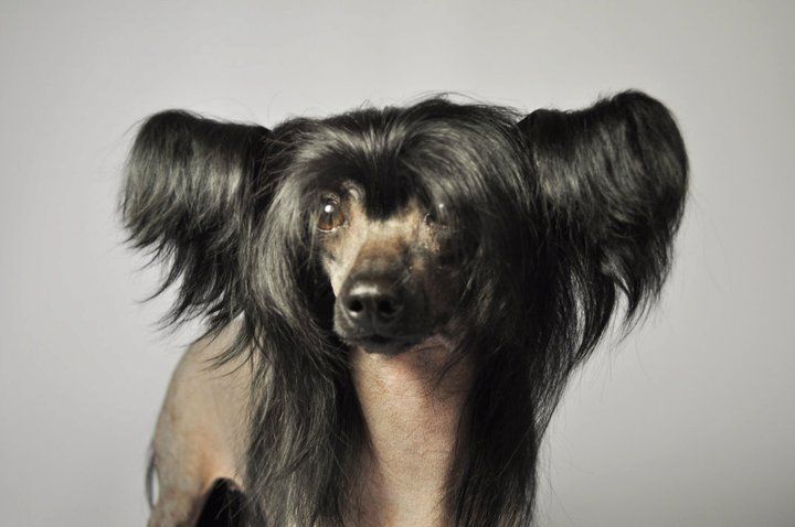 Opus Palmare Tiny Claire