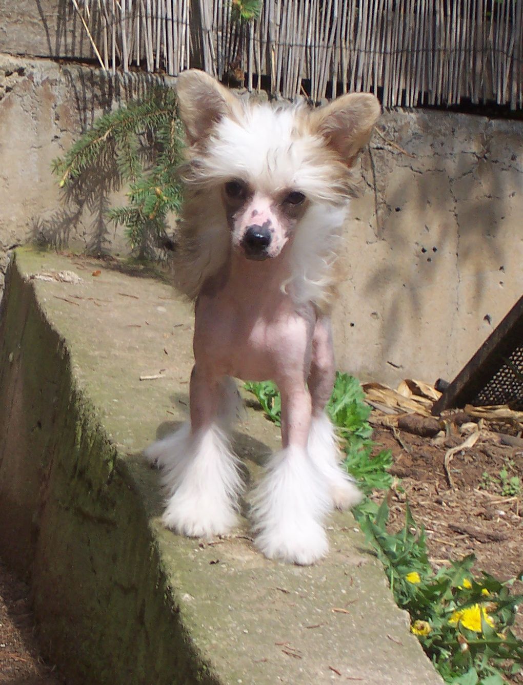 Sheilla Gavany's Bohemia