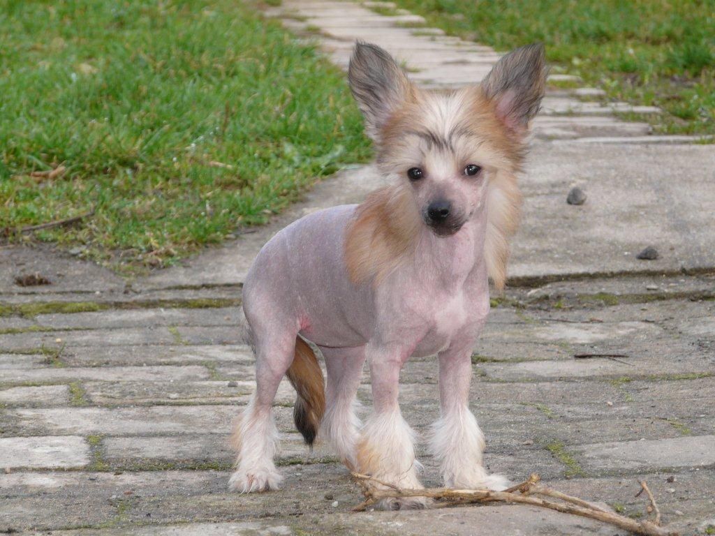 Sherry Gavany's Bohemia