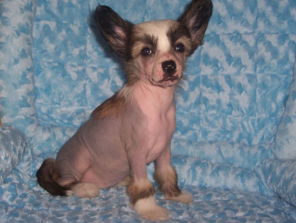 Sarrah Gavany's Bohemia