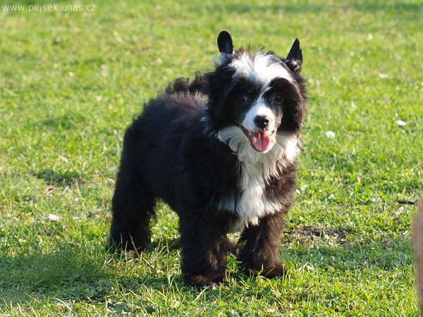 Teshi ze Zatopené chajdy