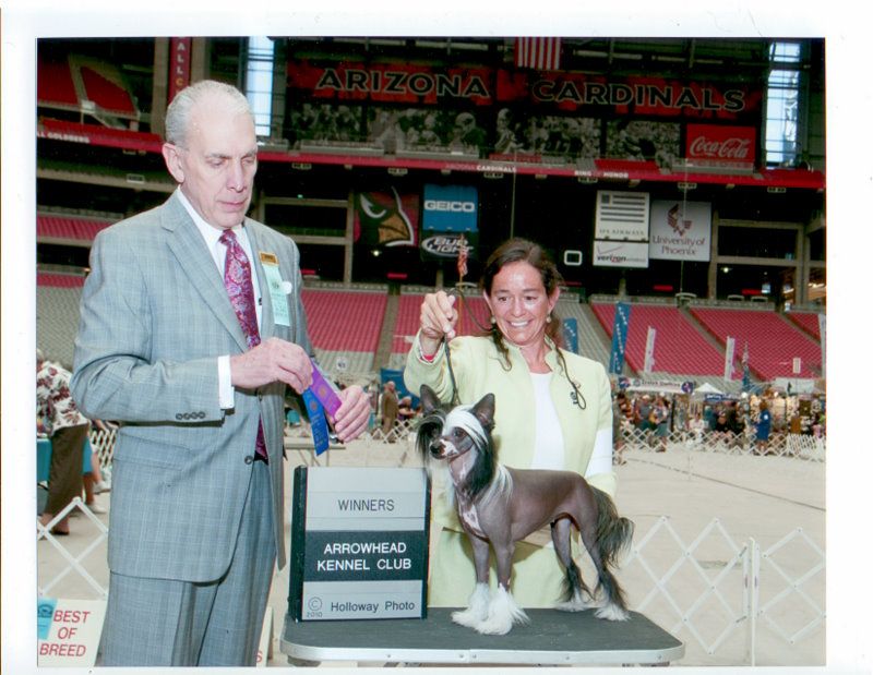 GCHBronze Ch Crestline Olive Oyl CA, DOM